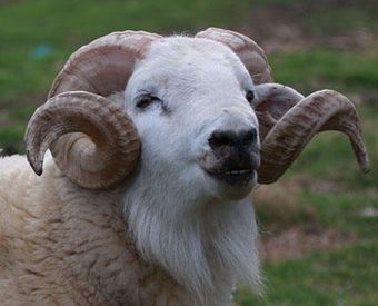 Уилтшир рогатый порода овец.jpg