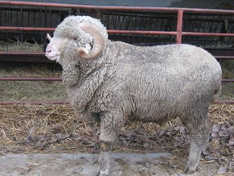 Асканийская порода овец.jpg