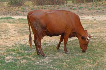 Красная горбатовская порода коров.jpg