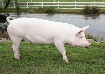 Крупная белая порода свиней.jpg