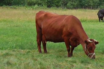 Англерская порода коров.jpg