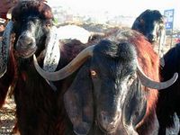 Анатолийская черная порода коз.jpg