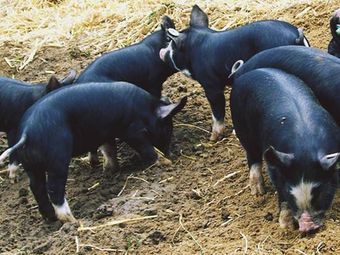 Беркширская порода свиней.jpg
