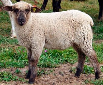 Горьковская порода овец.jpg