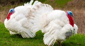 Кросс универсал.jpg