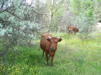 Красная степная порода коров.jpg