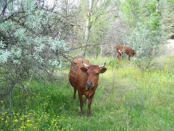 Красная степная порода коров.jpg