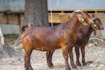 Дуанская порода коз.jpg
