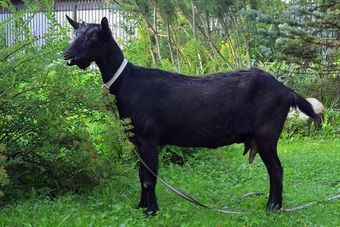Черная бенгальская порода коз.jpg