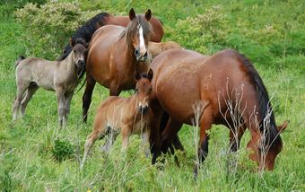 Новоалтайская порода лошадей.jpg