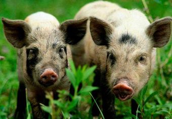 Украинская степная рябая порода свиней.jpg