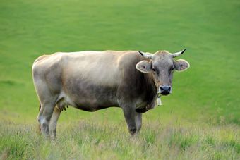 Лебединская порода коров.jpg