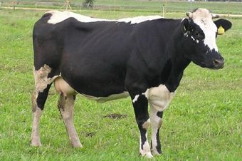 Тагильская порода коров.jpg