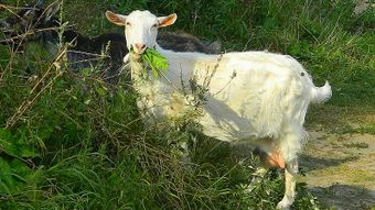 Белая андалузская (бланка кельтибарика) порода коз.jpg