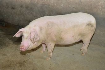 Ливенская порода свиней.jpg
