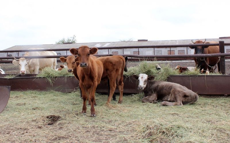 Файл:Карантин скота.jpg