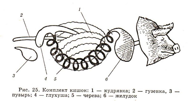 Файл:Комплект кишок.jpg