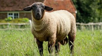 Суффольк порода овец.jpg