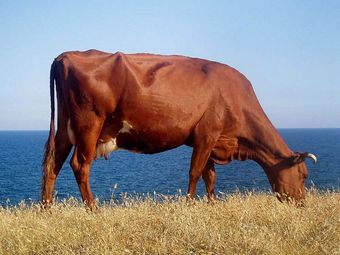 Красная литовская порода коров.jpg