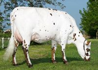 Нормандская порода коров.jpg