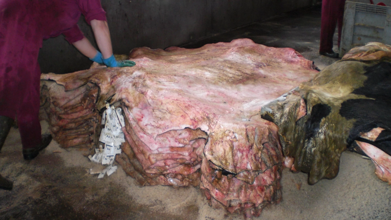 Файл:Обработчик волоса, шерсти и щетины.webp