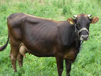 Бурая латвийская порода коров.jpg