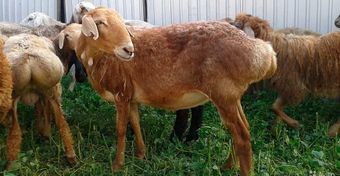 Эдильбаевская порода овец.jpg