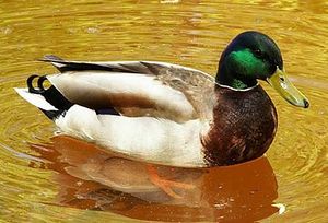 Зеркальная порода домашней утки.jpg