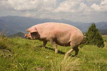 Уржумская порода свиней.jpg