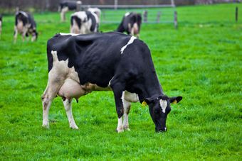 Голландская порода коров.jpg