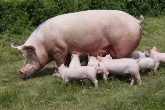 Латвийская порода свиней.jpg
