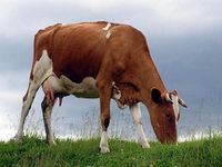 Бестужевская порода коров.jpg