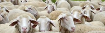 Западно-сибирская порода овец.jpg