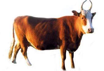 Калмыцкая порода коров.jpg