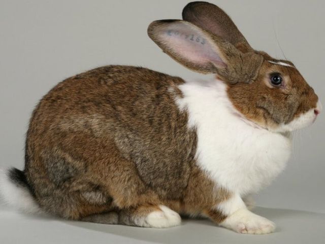 Кролик Хиколь: описание и характеристики породы, уход, разведение и отзывы