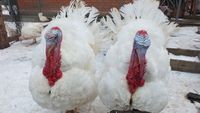 Широкогрудая белая порода индеек.jpg
