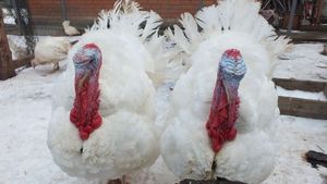 Широкогрудая белая порода индеек.jpg