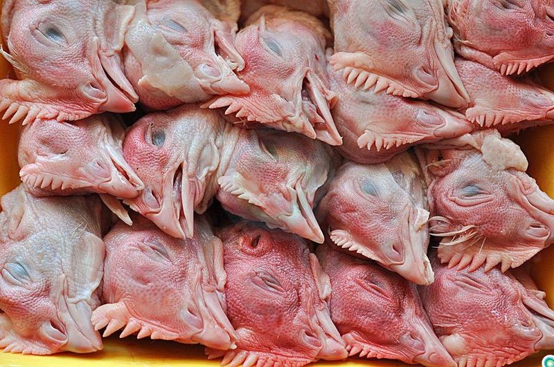 Файл:Гребень птицы.jpg