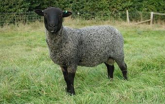 Романовская порода овец.jpg