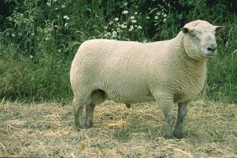 Вандейская порода овец.jpg