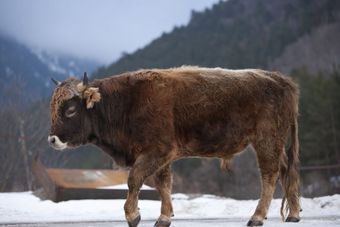 Кавказская бурая порода коров.jpg