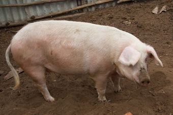 Каликинская порода свиней.jpg