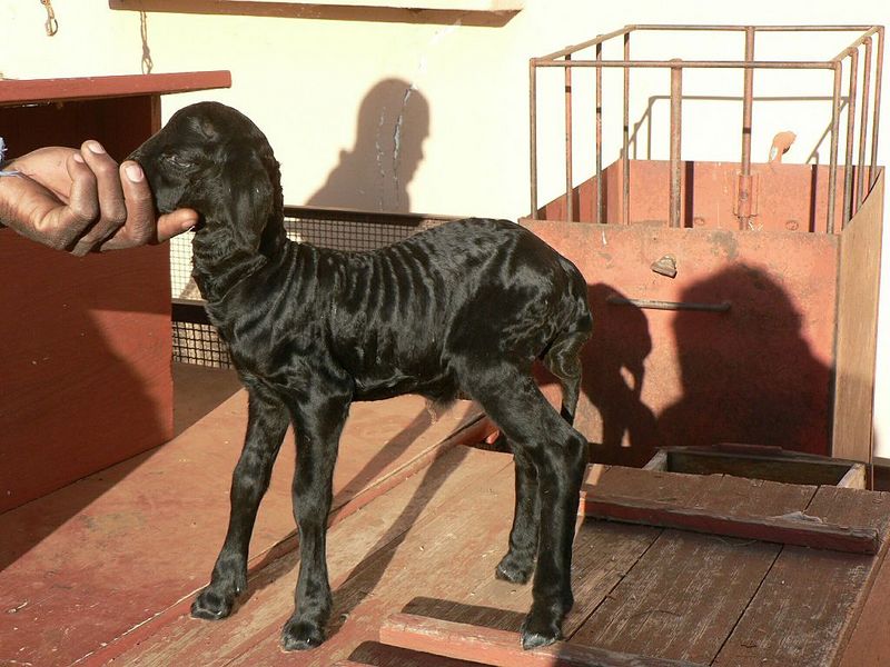 Файл:Каракульская порода овец.jpg