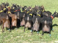 Испанская порода коз.jpg