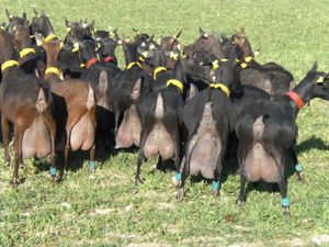 Испанская порода коз.jpg