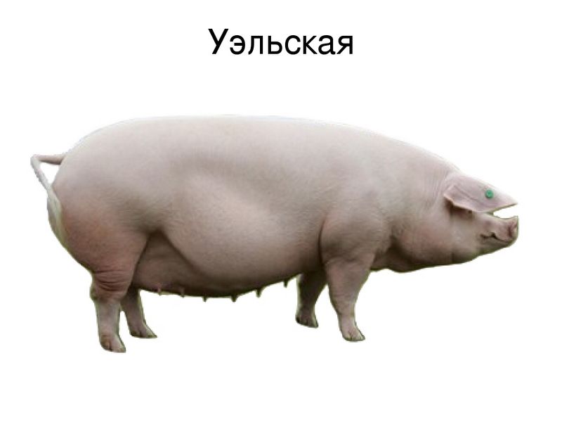 Файл:Уэльская порода свиней.jpg