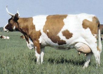 Финская порода коров.jpg