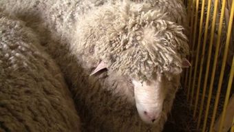 Северокавказская порода овец.jpg