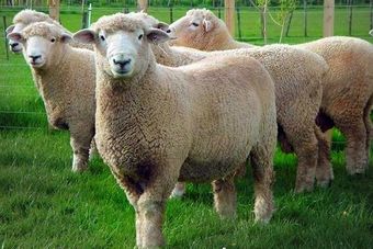 Ромни-марш порода овец.jpg
