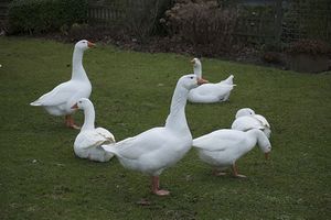 Рейнские гуси.jpg